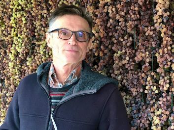 Along with his dry whites, Angiolino Maule makes a recioto with Garganega grapes hung to dry until February to concentrate their sugars.                                                                (Robert Camuto)