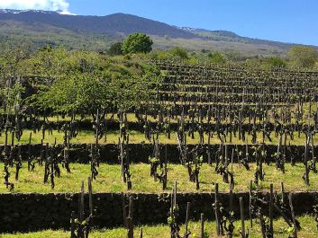 A vineyard on the north face of Etna’s smoldering peak                                                                (Robert Camuto)