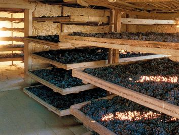 Grapes for Amarone are dried via the appassimento method at Azienda Masi.                                                                (Courtesy of Azienda Masi)