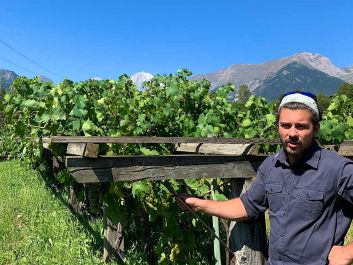 Nathan Pavese shows off his family's own-rooted Prie Blanc vines in Blanc de Morgex et de La Salle.                                                                (Robert Camuto)