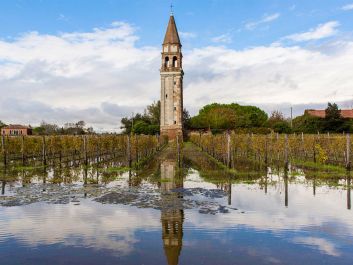 Venissa's rows of Dorona vines grow in the shadow of an ancient bell tower.                                                                (Mattia Mionetto)