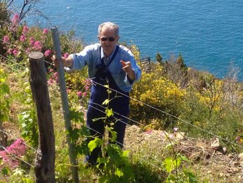 Elio Altare tends his vineyards on the steep coastline of the Cinque Terre.                                                                (Robert Camuto)