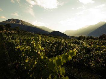 Trento's vineyards lie in the high-altitude hills of the Dolomites, some of the most awesome mountains of the Italian Alps.                                                                (Courtesy Revi)