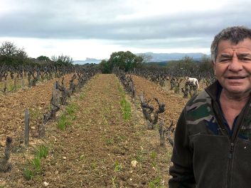 Alain Pascal's gnarled Mourvèdre vines yield wines of finesse and "fraîcheur."                                                                (Robert Camuto)