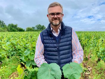 Large-leafed Aligote lost favor in Burgundy because it is too vigorous, says Domaine de Villaine manager Pierre de Benoist, but it lived on in Bouzeron, where producers have shown the quality it can reach when given the attention it needs.                                                                (Robert Camuto)