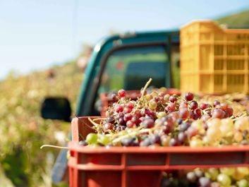 Consumers certainly don't expect the wines they're drinking to contain grapes that don't meet the appellation criteria. New EU labeling laws will give them more insight into a wine's contents—but still won't prevent fraud.