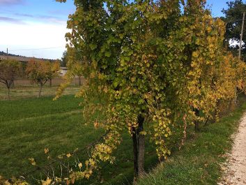 A row of Trebbiano Spoletino vines “married” to maple trees                                                                (Robert Camuto)