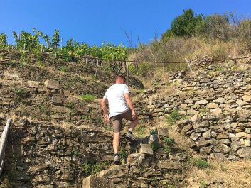 Most vineyards in Rossese di Dolceacqua are inaccessible to tractors; vintner Goetz Dringenberg navigates his way up the Posaù cru.                                                                (Robert Camuto)