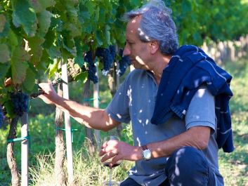 Quintodecimo's Luigi Moio inspects grapes hanging on the vines at his estate in Italy's Campania region.                                                                (Courtesy of Quintodecimo)