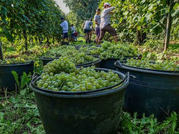 Would Prosecco by any other name sell so sweetly? Italians now call the grape variety Glera to distinguish it from the appellation, but Australian wineries still refer to it as Prosecco.                                                                (Stefano Mazzola/Awakening/Getty Images)