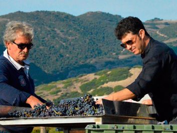 Alessandro Dettori works harvest with his father, Paolo (left), on the Italian island of Sardinia.                                                                (Courtesy of Dettori)