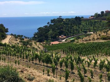Gorgona's vineyards, recently expanded with new plantings, include Vermentino, Ansonica, Sangiovese and Vermentino Nero.                                                                (Robert Camuto)