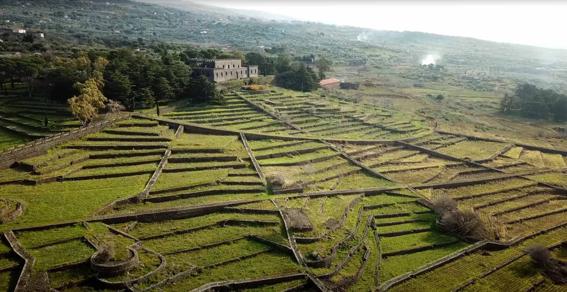 Castello Solicchiata with surrounding vineyards 