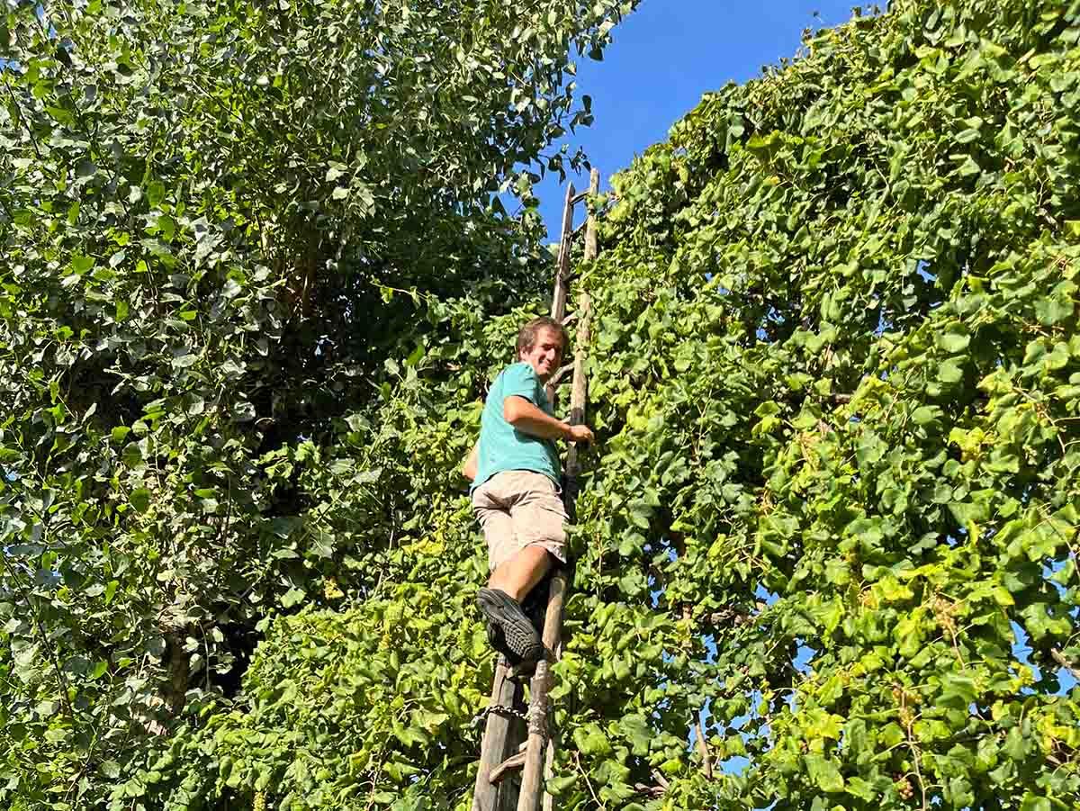 Luca Paparelli harvesting Asprinio